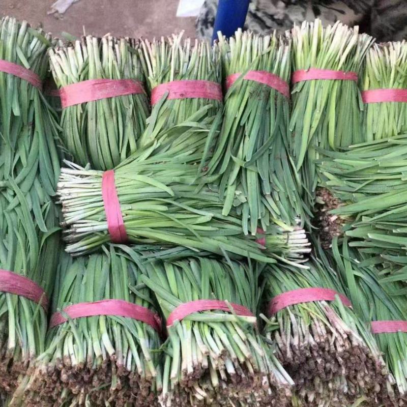 莱州二刀韭菜陆续上市