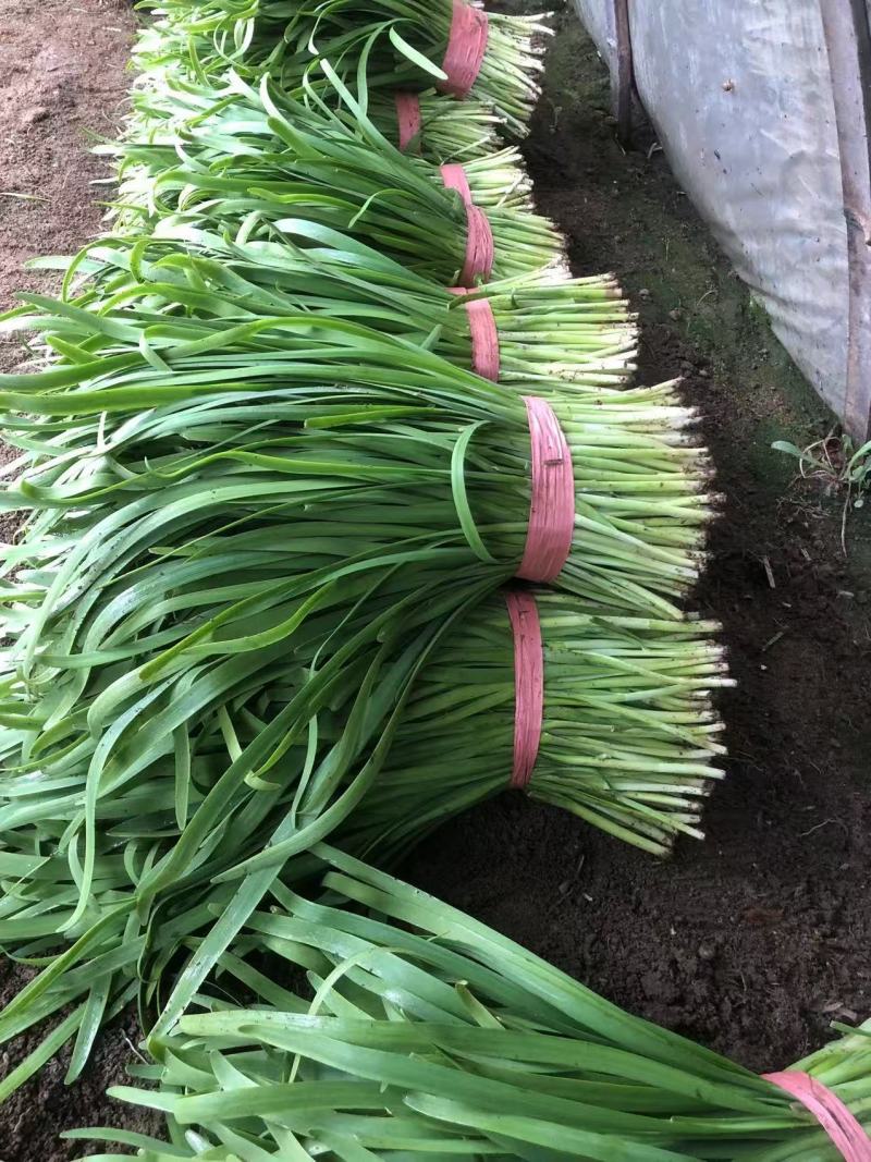 莱州二刀韭菜陆续上市