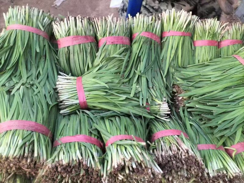 莱州二刀韭菜陆续上市