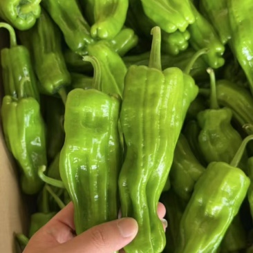芜湖椒供货量大价格合理对接市场档口商超协助装车