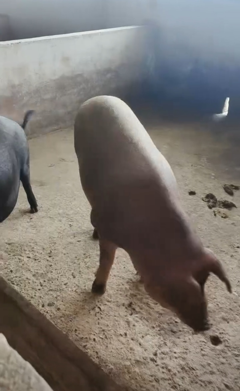 熏香肠土黑猪肉烟熏腊肠，保质保量，价格实惠，量大从优