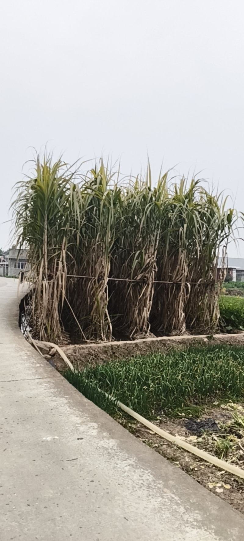 通货水果甘蔗，甜度高