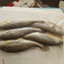 三去小黄鱼