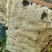 土蜂蜜，中蜂蜜