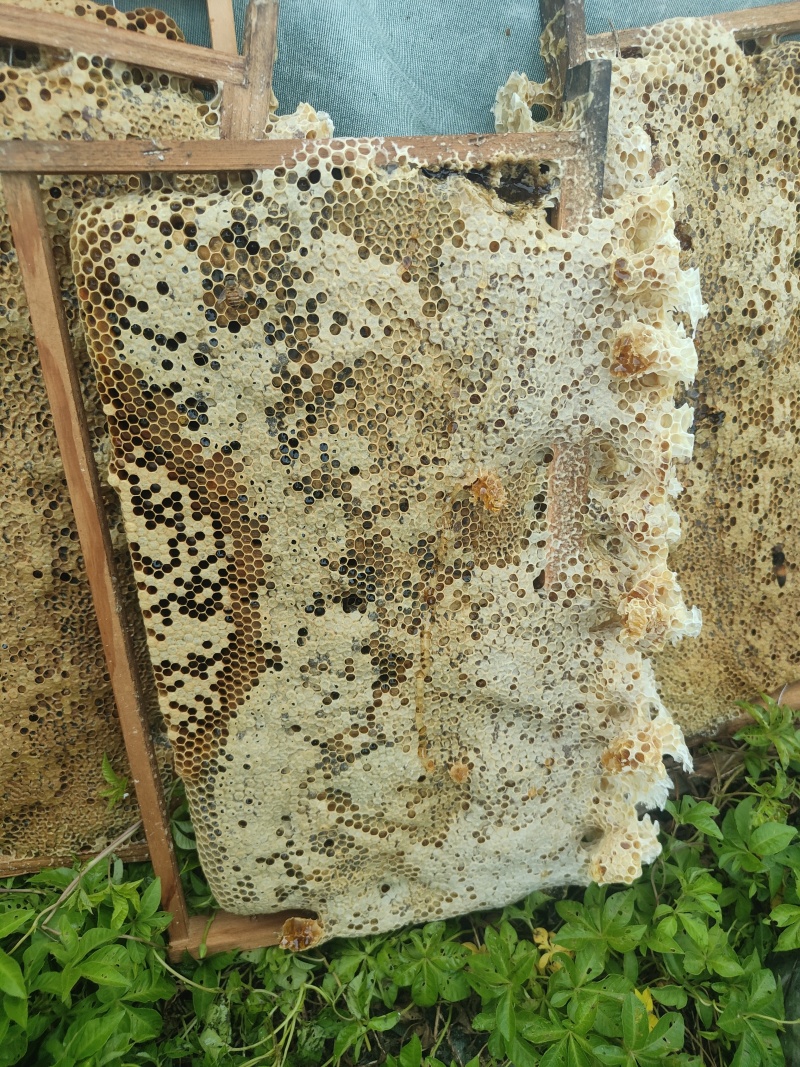 土蜂蜜，中蜂蜜