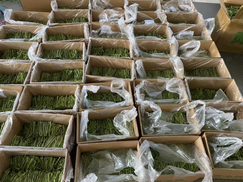 贡菜/安徽合肥庐阳区贡菜大量有货/支持视频看货