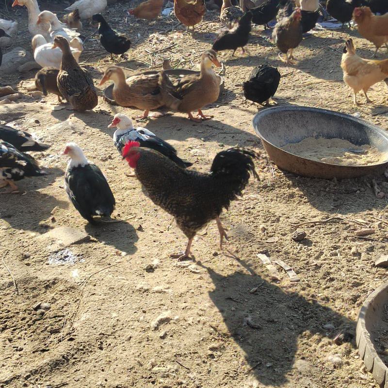农家庭院散养土鸡蛋，蛋质鲜美，保证无饲料喂养
