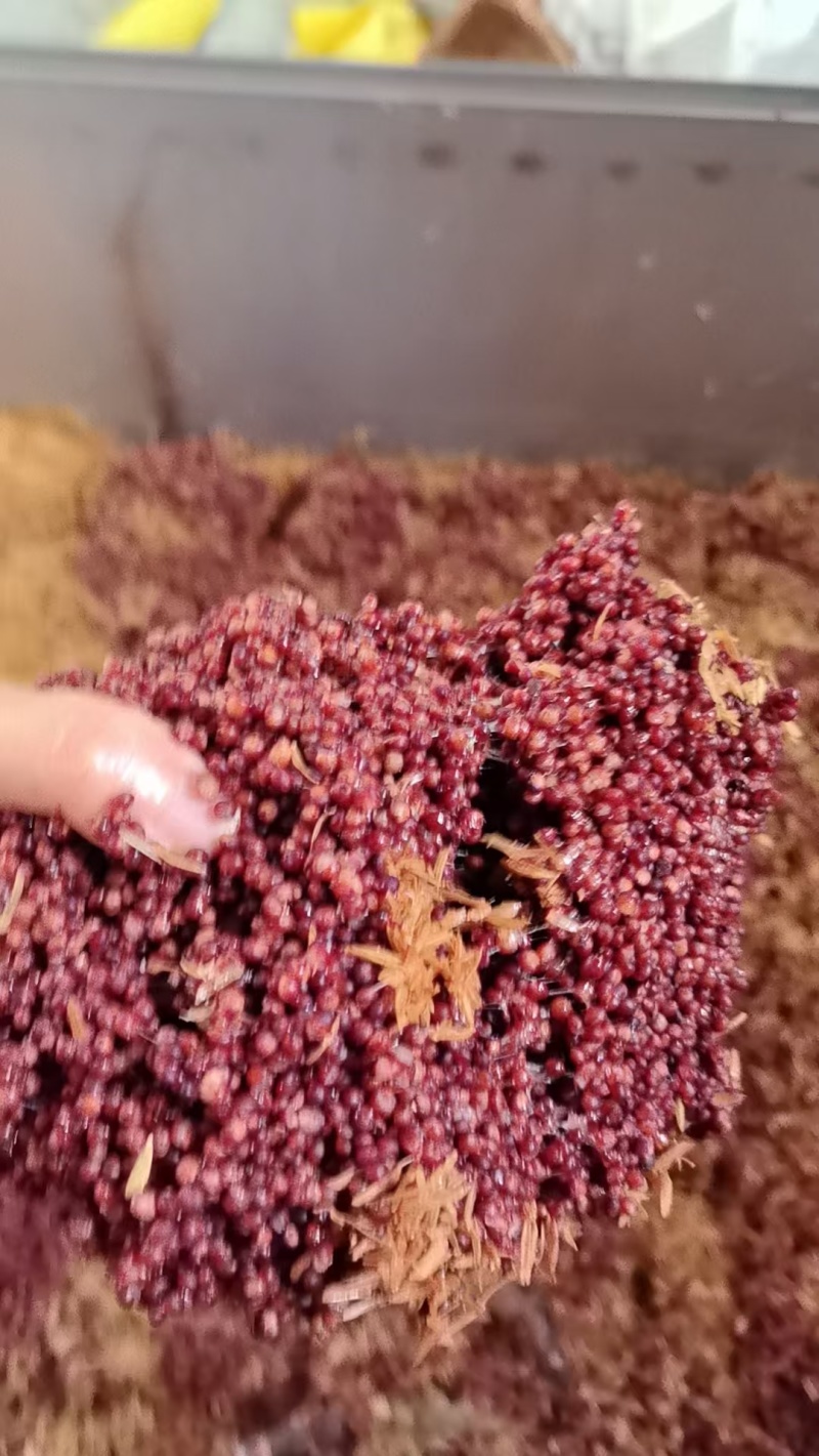 重庆小酿引红缨子（小红糯）高粱白酒53度厂家直供全国可发