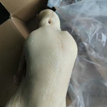 鸭胚
