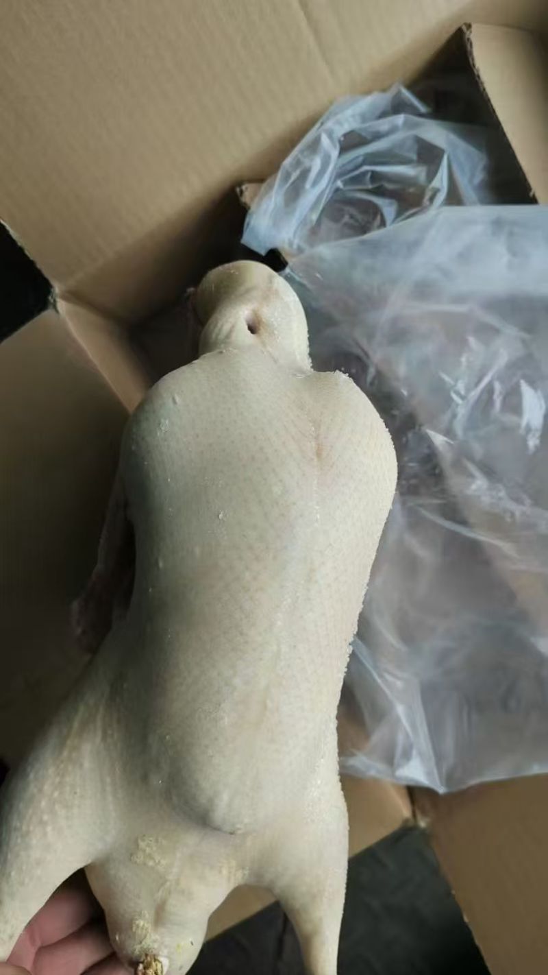 鸭胚