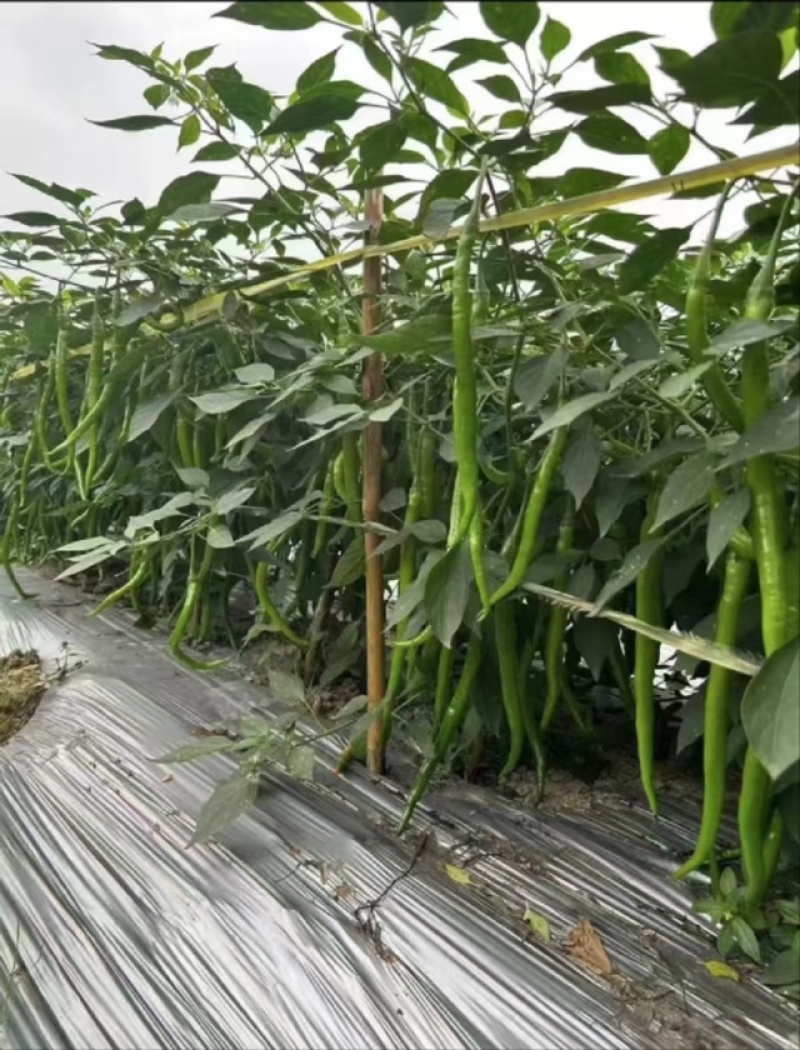 优选线椒8号品质保证诚信经营货源充足老板诚信好客服务好