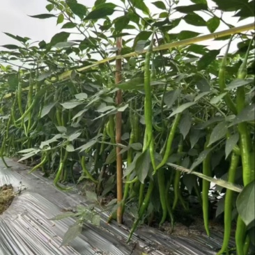 精选线椒8号规格齐全价格透明进店咨询供货量大