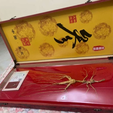 长白山林下参