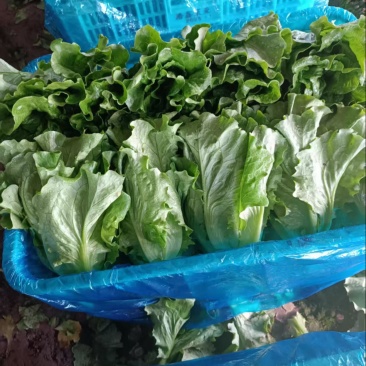 精品意大利生菜，可视频验货，保质保量，对接全国