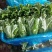 精品意大利生菜，可视频验货，保质保量，对接全国