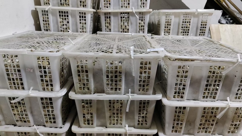 带包装的咸鸭蛋精品品质优可对接商超基地直供可视频看货