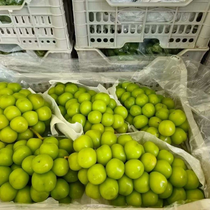 阳光玫瑰大量有货