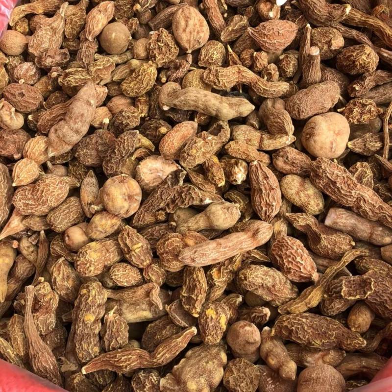 金果榄块茎