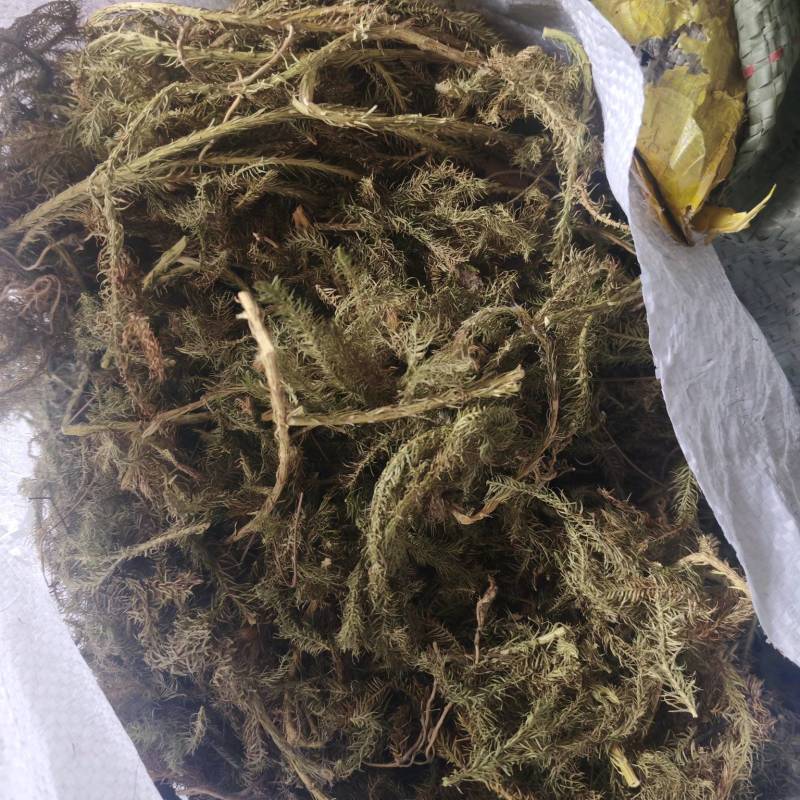 四川伸筋草