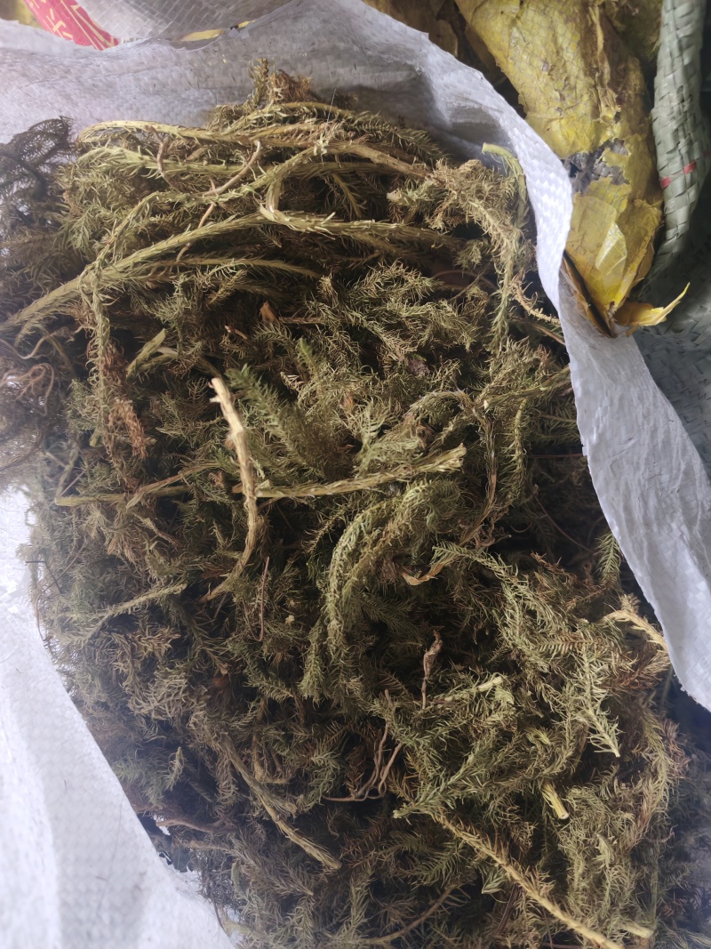 四川伸筋草