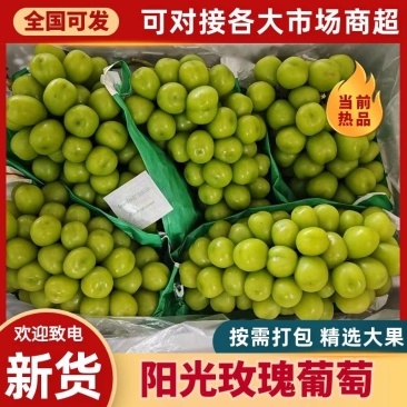 【实力推荐】阳光玫瑰葡萄，出库对接外贸，各大商超！