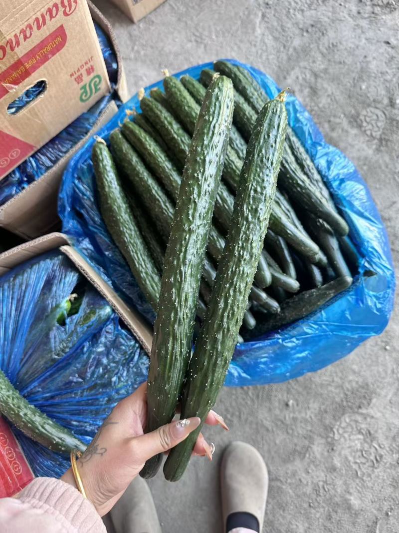 《精品黄瓜》密刺黄瓜/顶花带刺/产地货源/保质保量