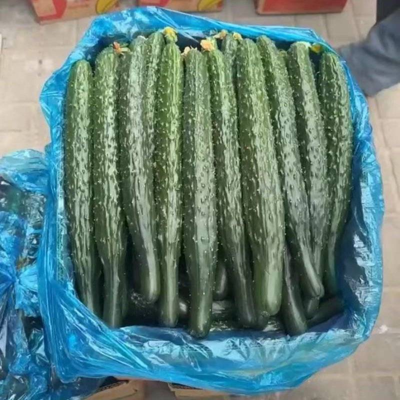 《精品黄瓜》密刺黄瓜/顶花带刺/产地货源/保质保量