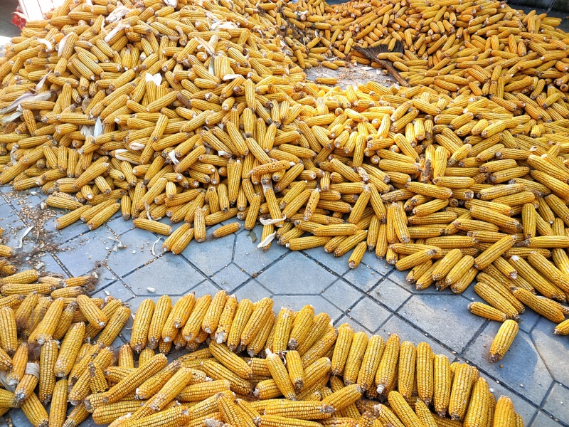 玉米