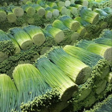 ‼️韭苔每日供应