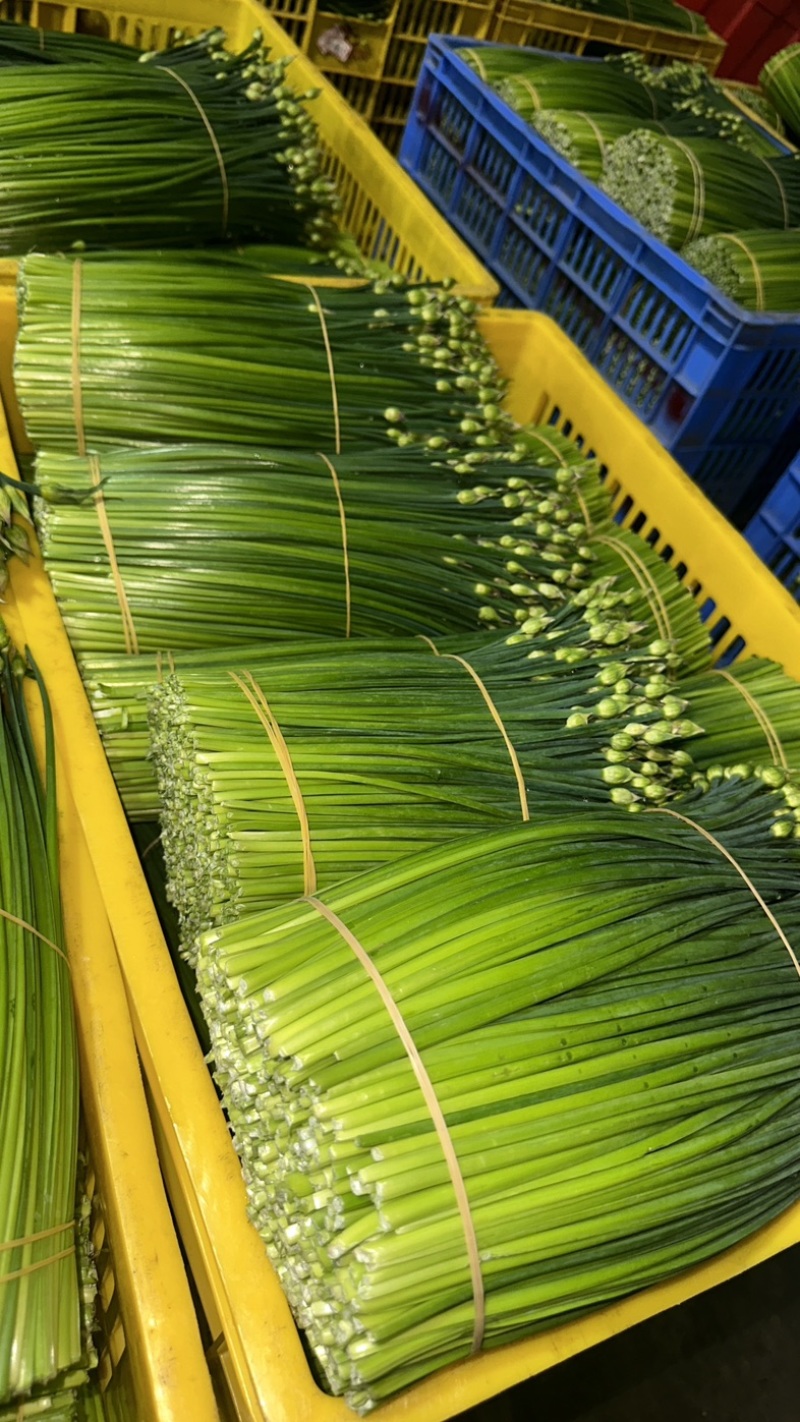 ‼️韭苔每日供应