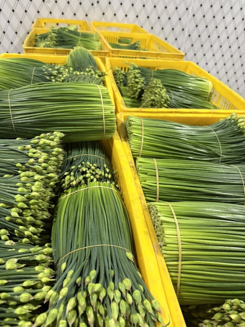 ‼️韭苔每日供应
