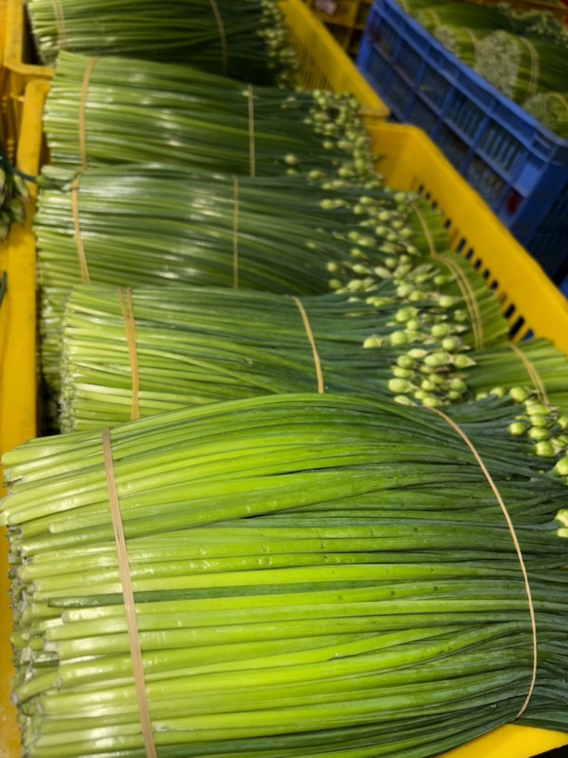 ‼️韭苔每日供应