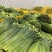 ‼️韭苔每日供应
