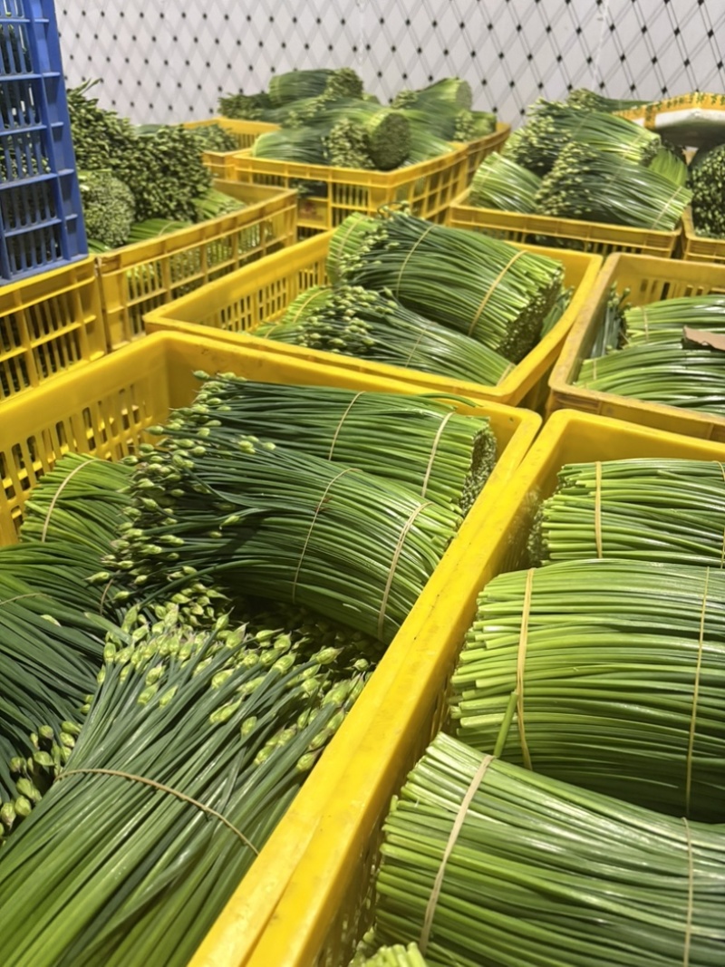 ‼️韭苔每日供应