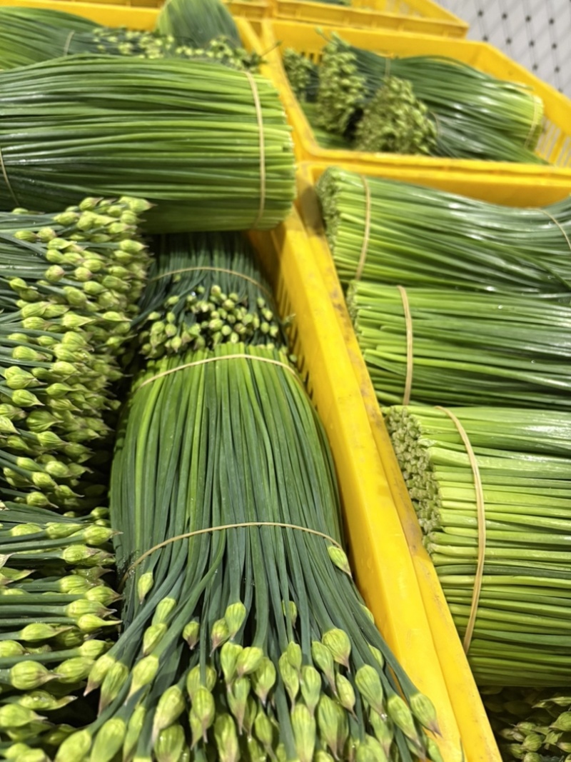 ‼️韭苔每日供应