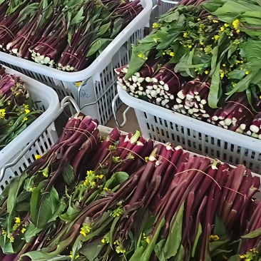 红菜苔紫菜苔