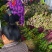 红菜苔紫菜苔