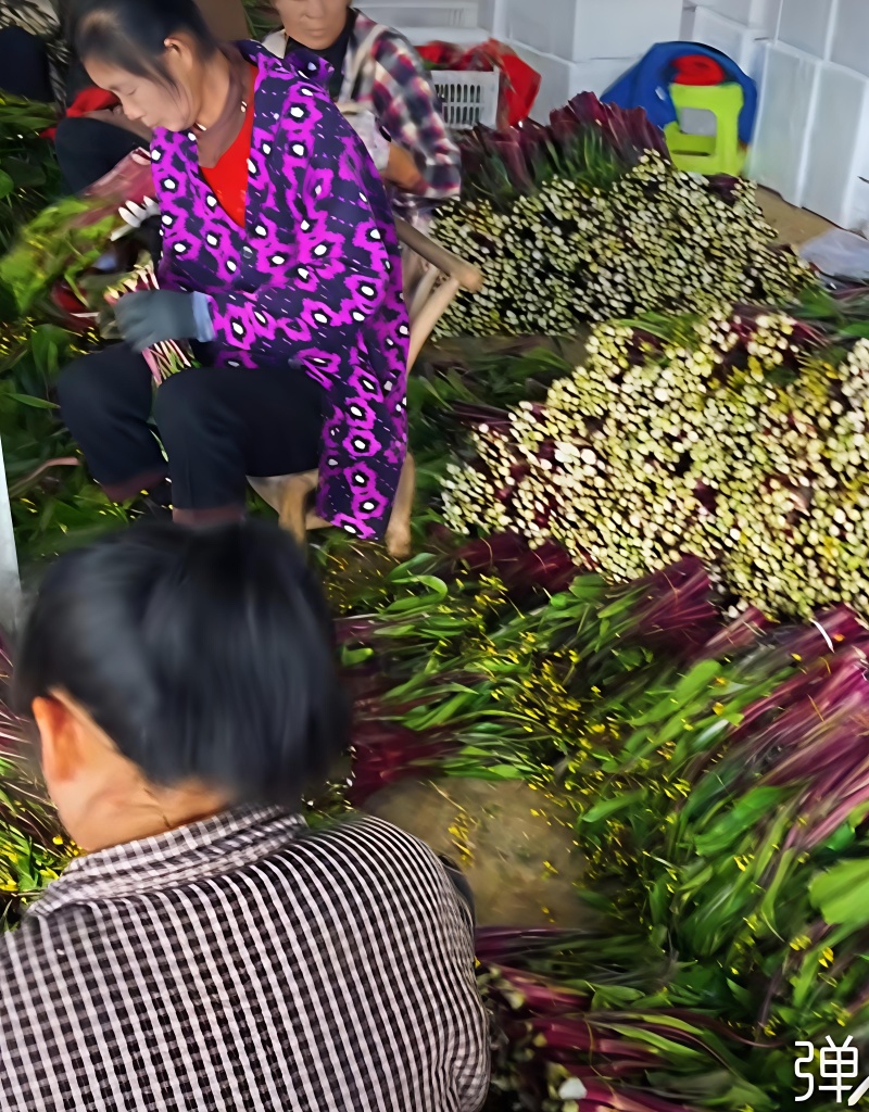 红菜苔紫菜苔