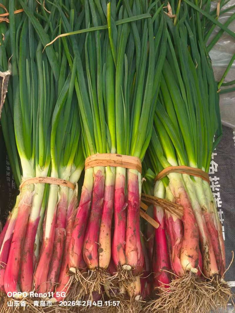 新鲜圆葱苗