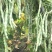 四季豆种子十粒白加长型白肉架豆