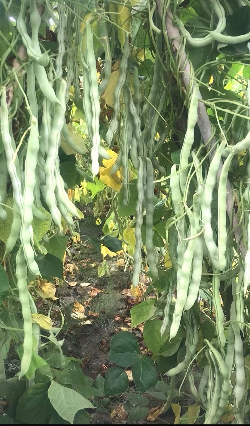 四季豆种子十粒白加长型白肉架豆