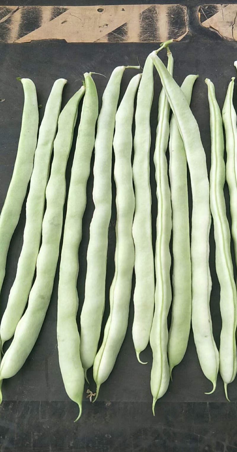 四季豆种子十粒白加长型白肉架豆