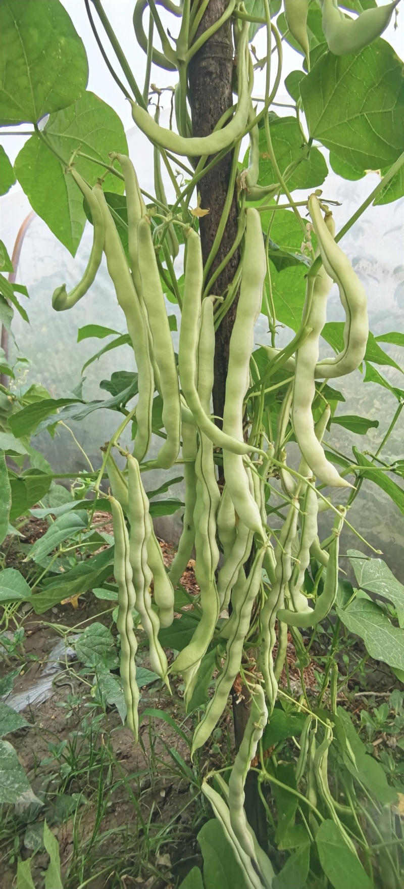 四季豆种子十粒白加长型白肉架豆