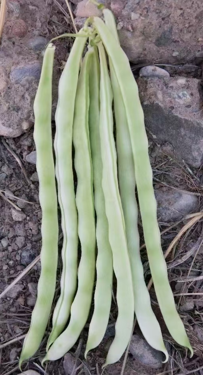 四季豆种子十粒白加长型白肉架豆