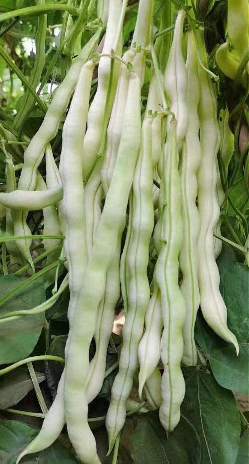 四季豆种子十粒白加长型白肉架豆