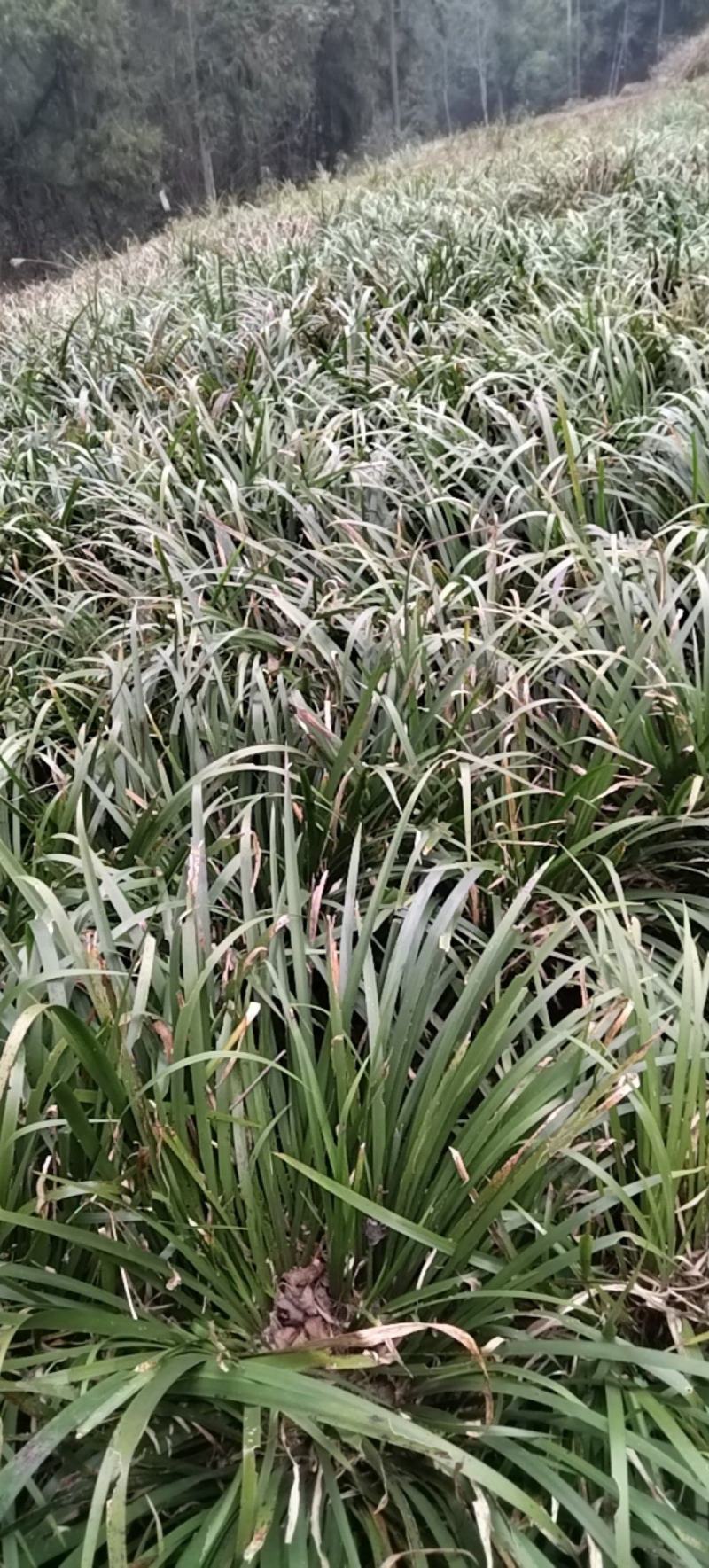 大量石菖蒲苗根茎可做药材，可做景观园林