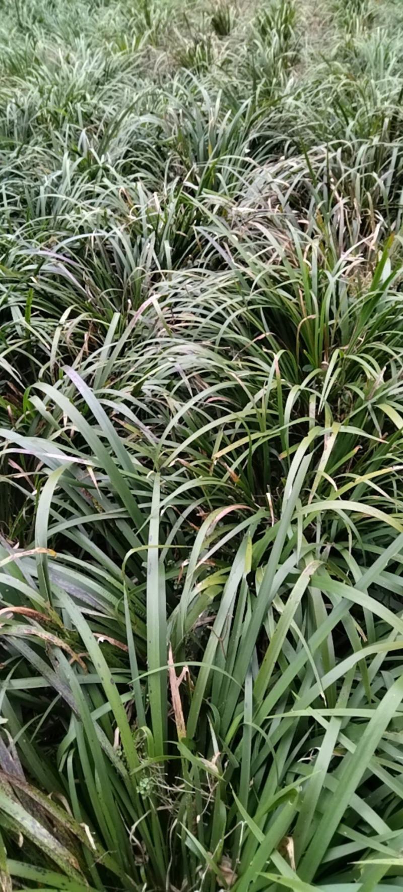 大量石菖蒲苗根茎可做药材，可做景观园林