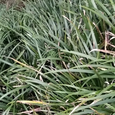 大量石菖蒲苗根茎可做药材，可做景观园林