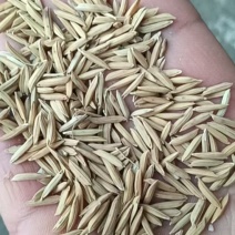 野香优莉丝产区直发保质保量供货量大从优