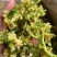 花菜干商用散花菜干青梗花菜干